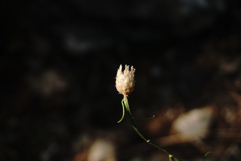 Centaurea caprina photo 5