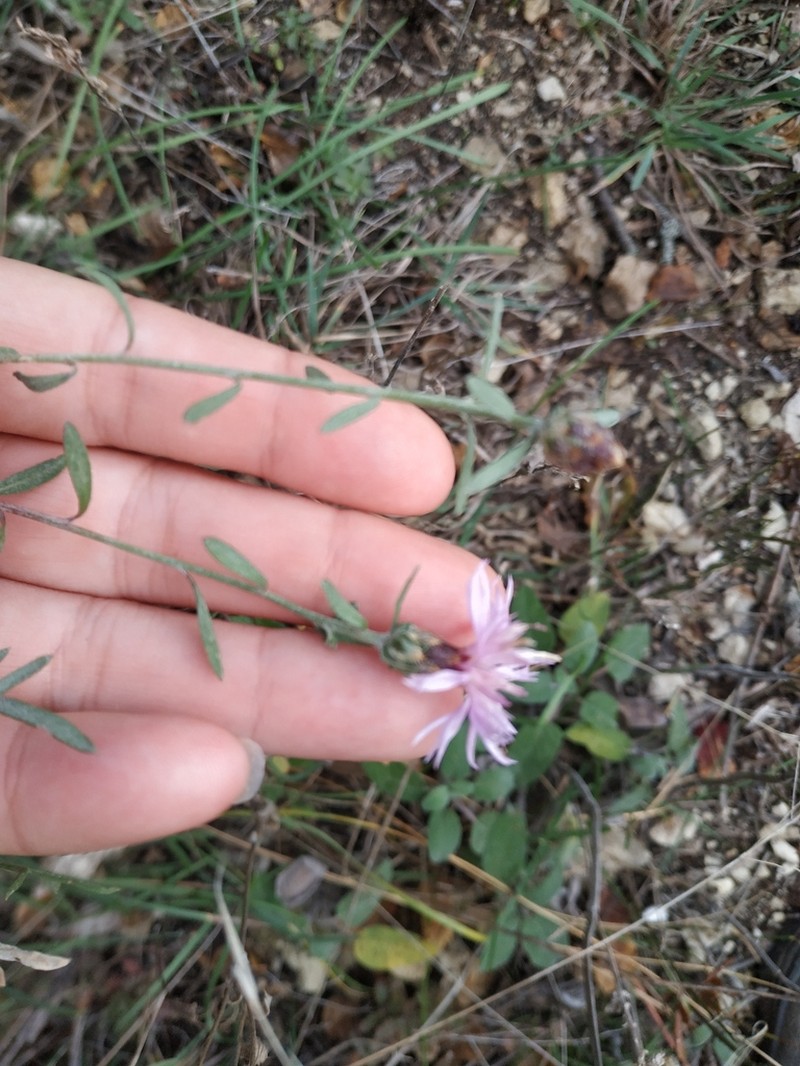 Centaurea caprina photo 6