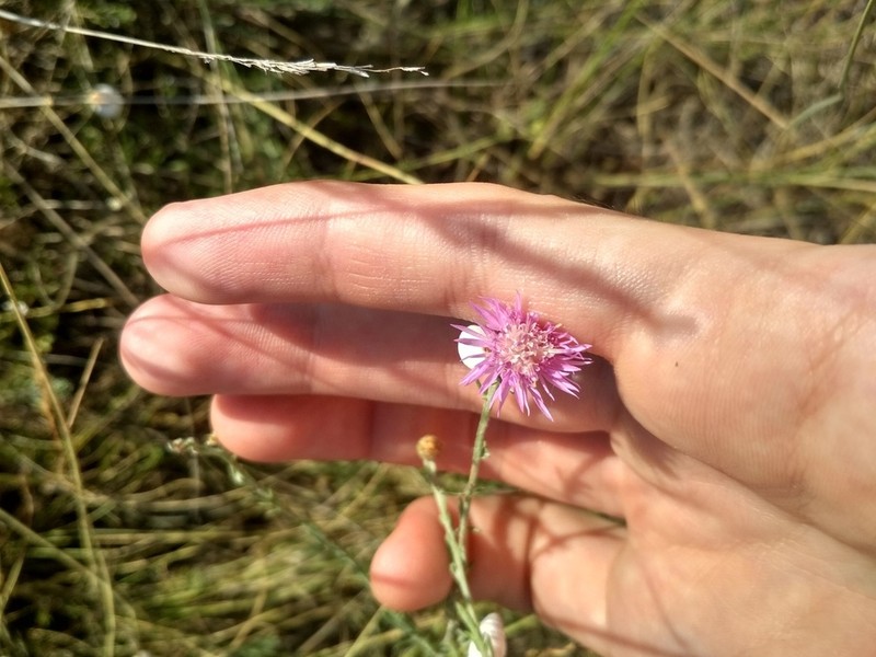 Centaurea caprina photo 8