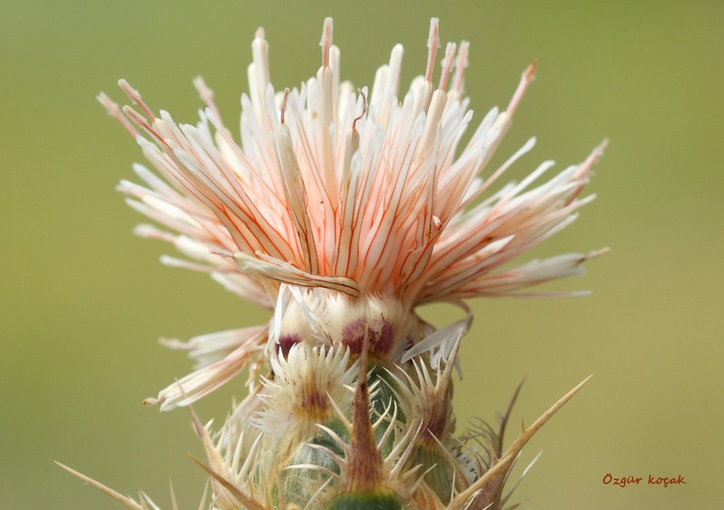 Centaurea carduiformis