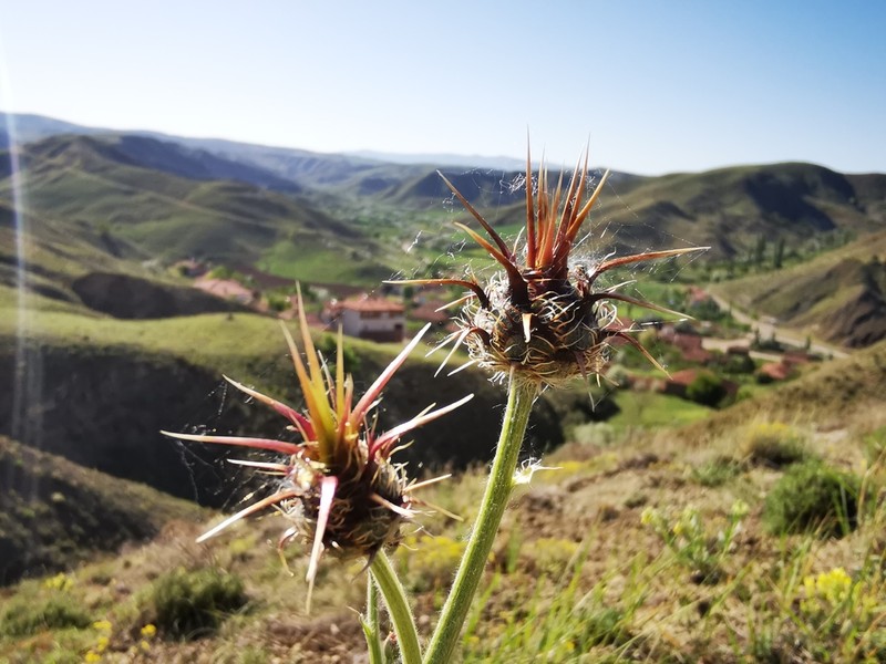 Centaurea carduiformis photo 2