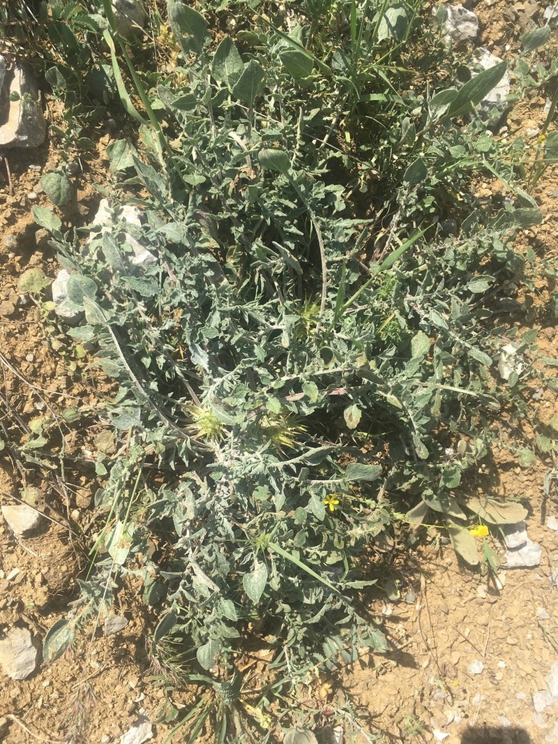 Centaurea carduiformis photo 3