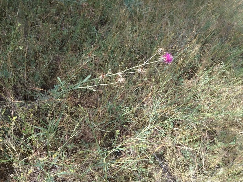 Centaurea carduiformis photo 4