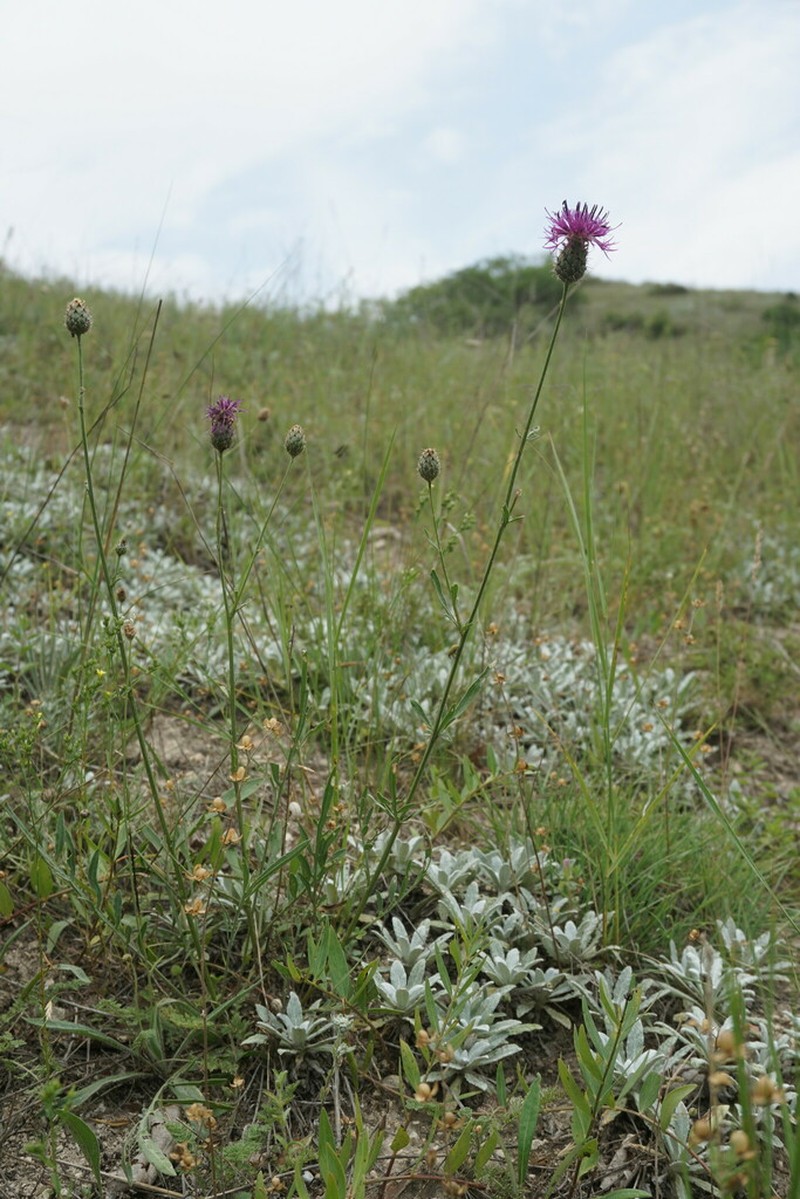 Centaurea carduiformis photo 5