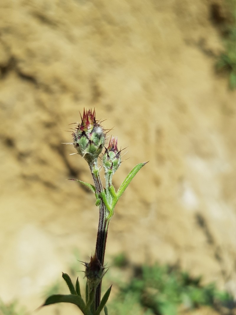 Centaurea carduiformis photo 6