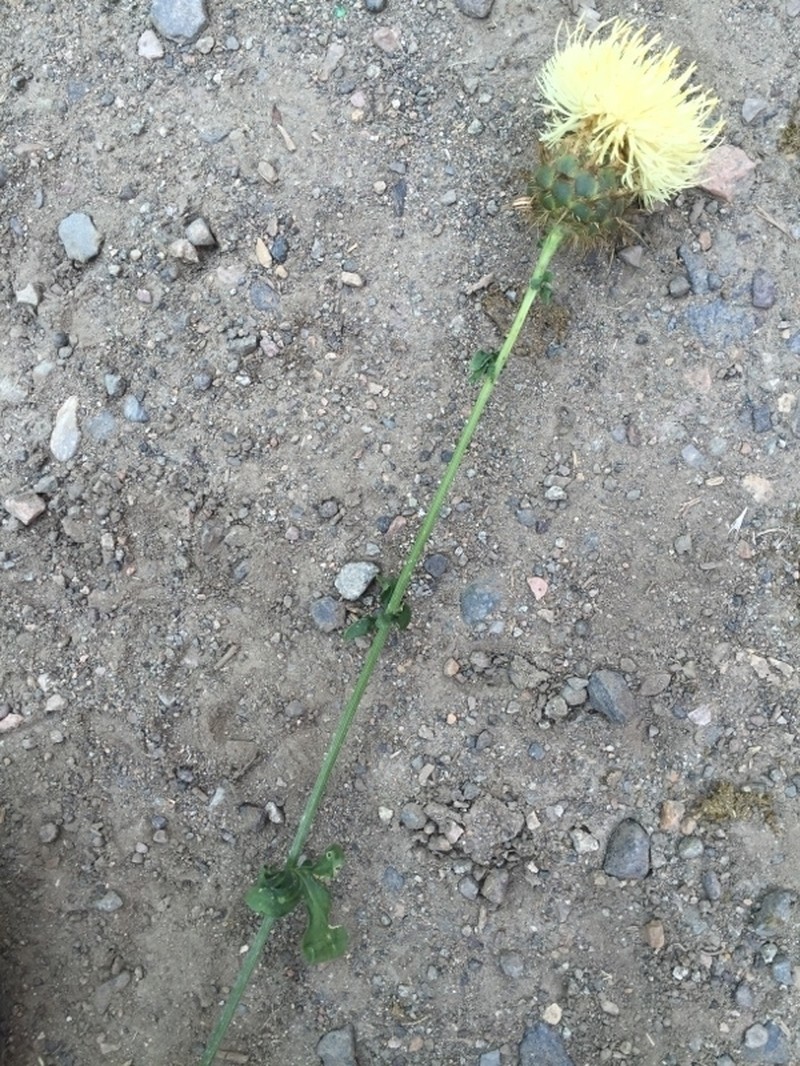 Centaurea carduiformis photo 7