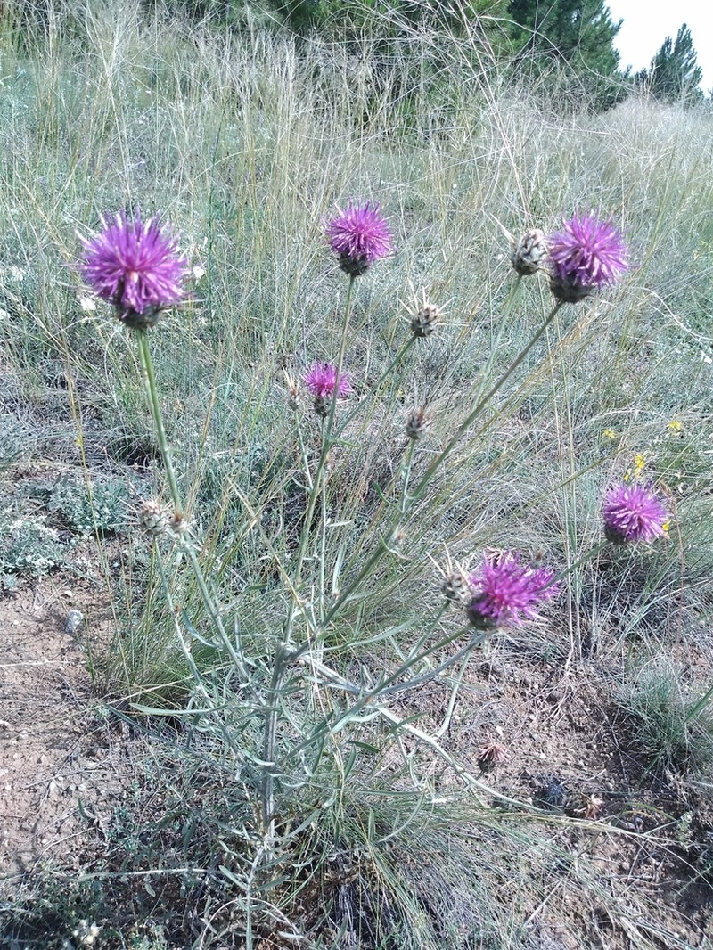 Centaurea carduiformis photo 8
