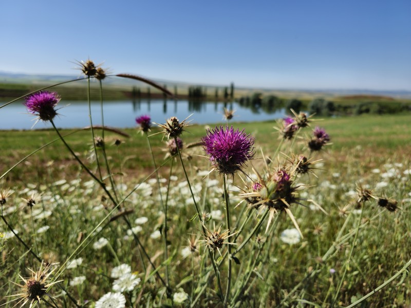 Centaurea carduiformis subsp. carduiformis
