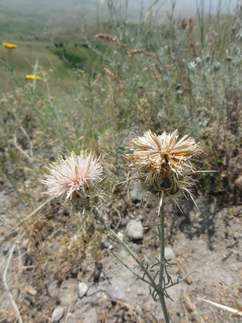 Centaurea carduiformis subsp. orientalis