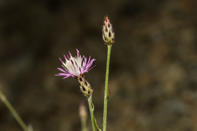 Centaurea cariensis