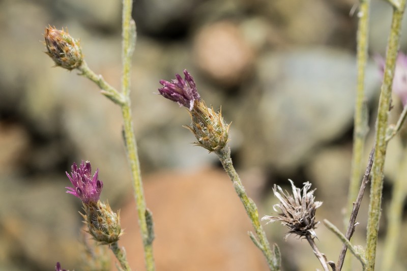 Centaurea cariensis photo 2