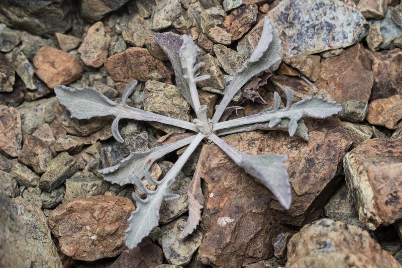Centaurea cariensis photo 4