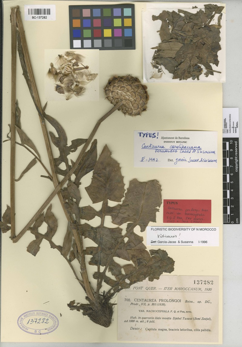 Centaurea carolipauana