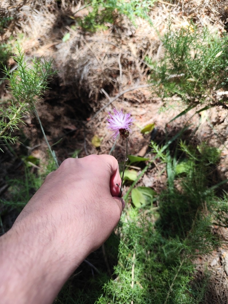 Centaurea carratracensis photo 2