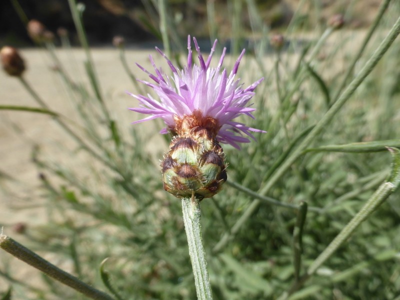 Centaurea carratracensis photo 4