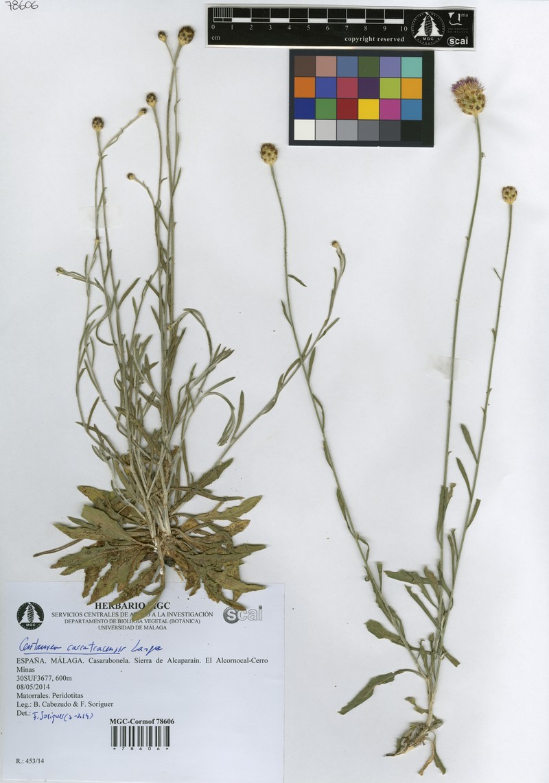 Centaurea carratracensis photo 5
