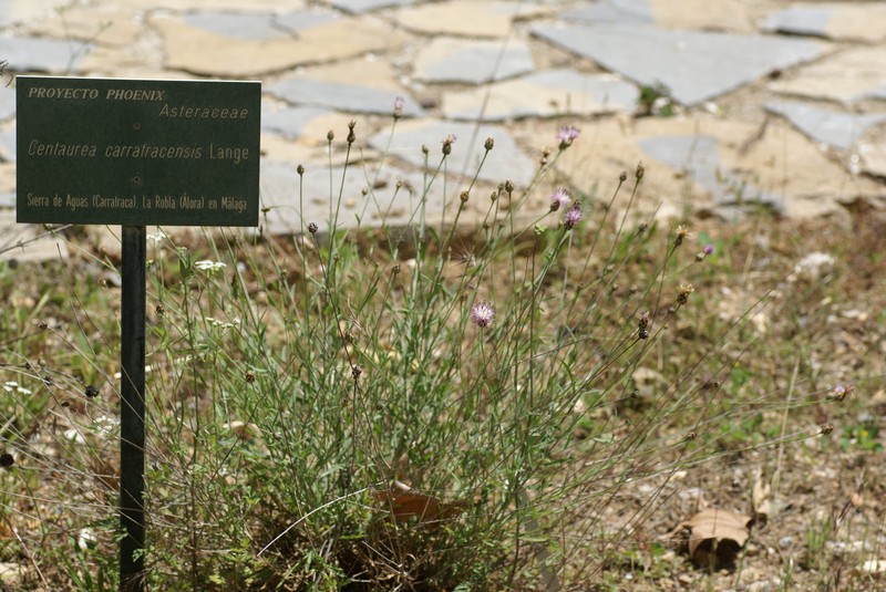 Centaurea carratracensis