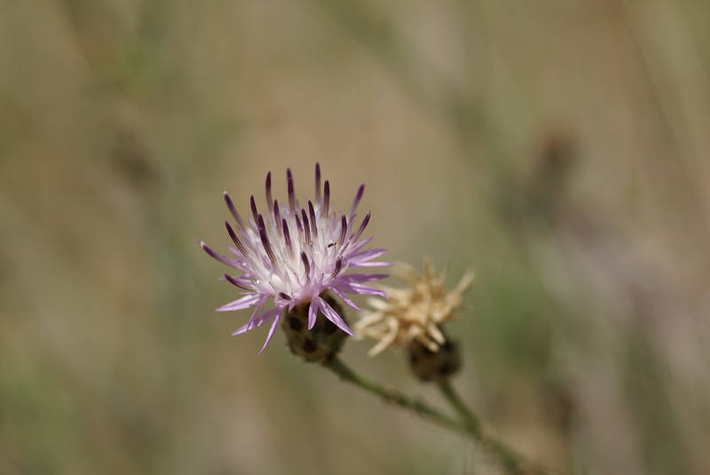 Centaurea carratracensis photo 6