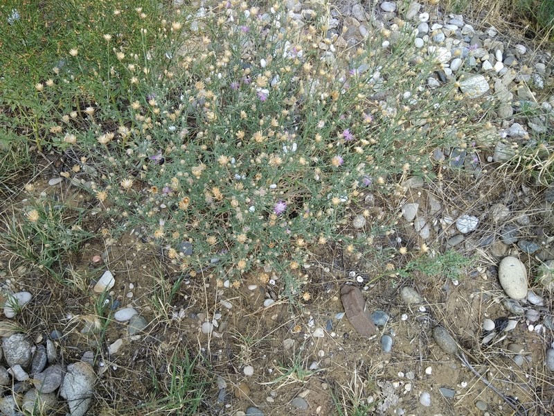 Centaurea caspia