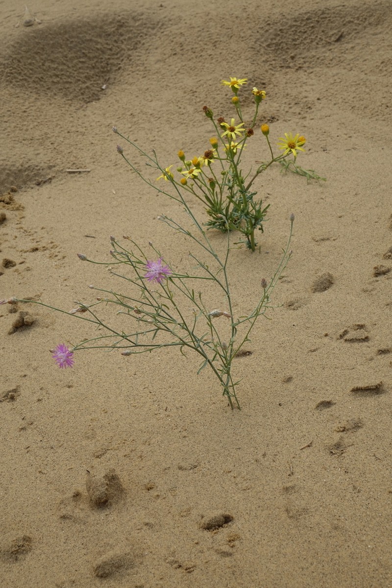 Centaurea caspia photo 2