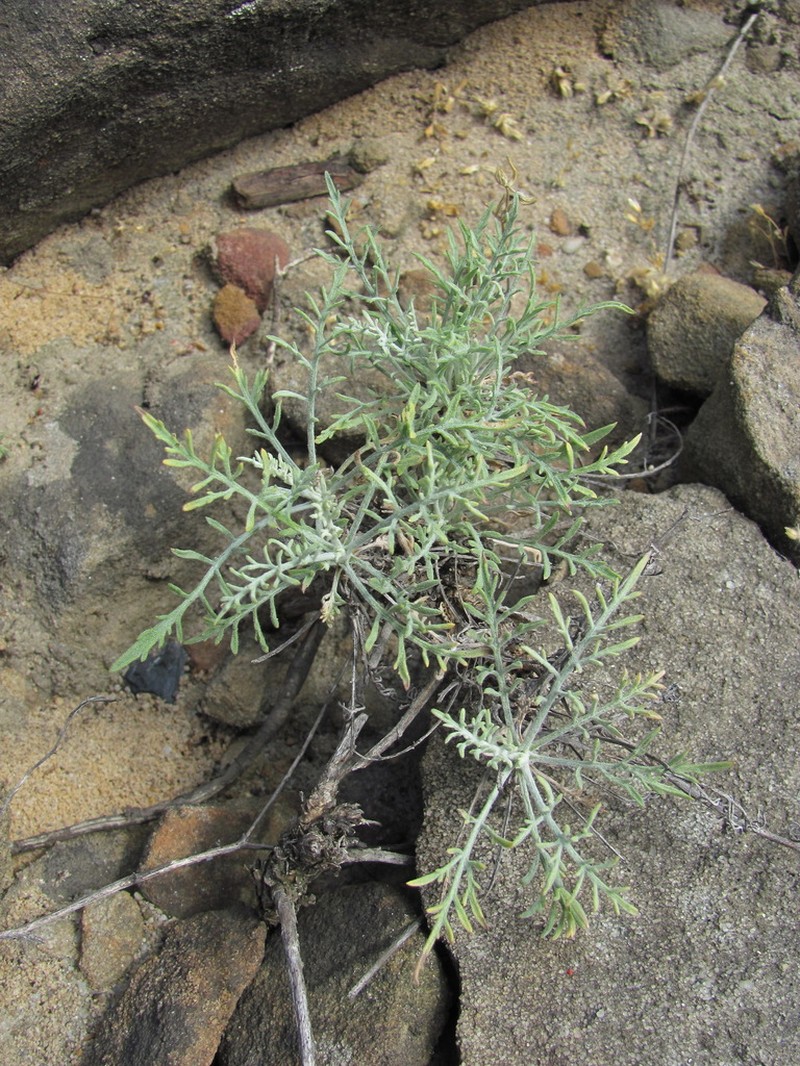 Centaurea caspia photo 3