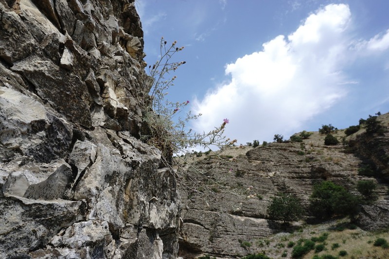 Centaurea caspia photo 4