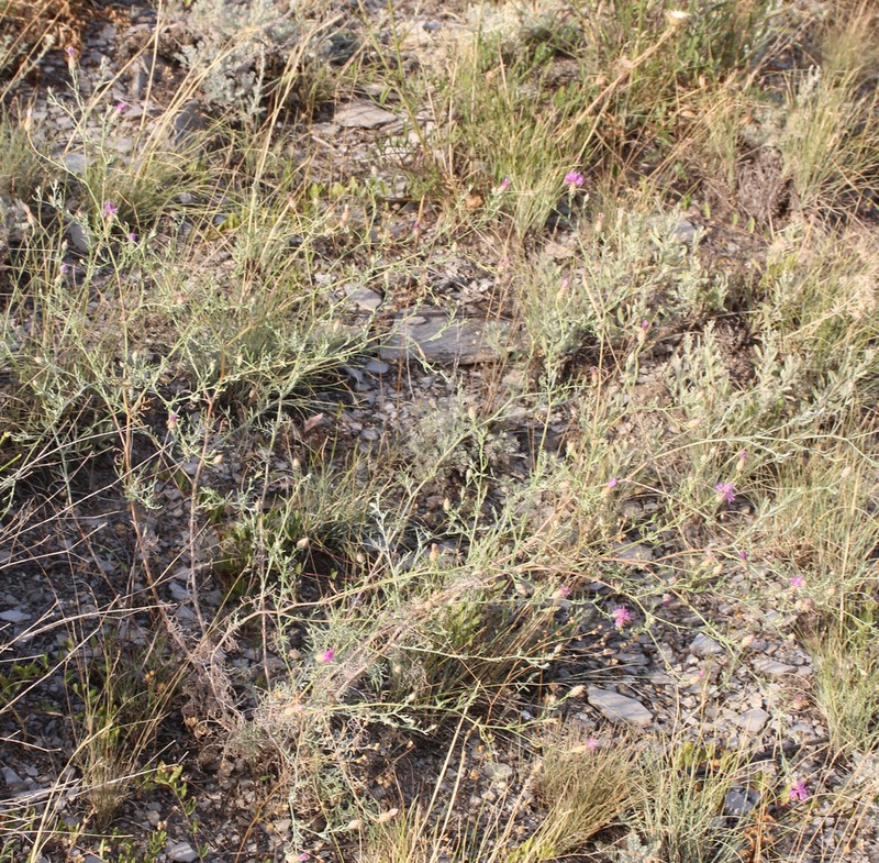 Centaurea caspia photo 5
