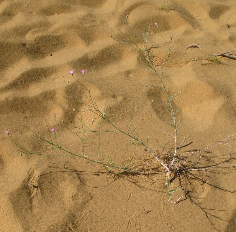 Centaurea caspia photo 6
