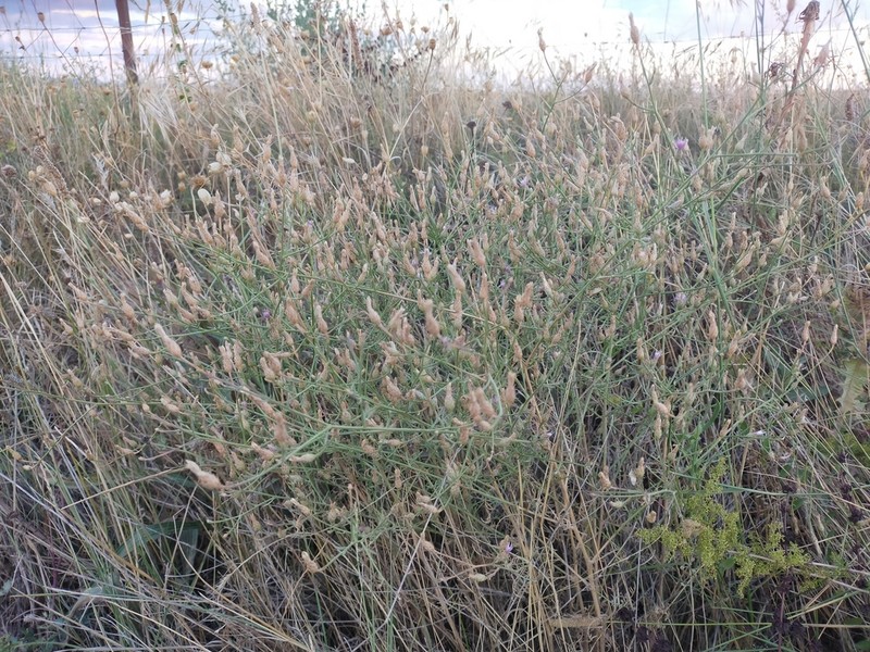 Centaurea castellanoides photo 2