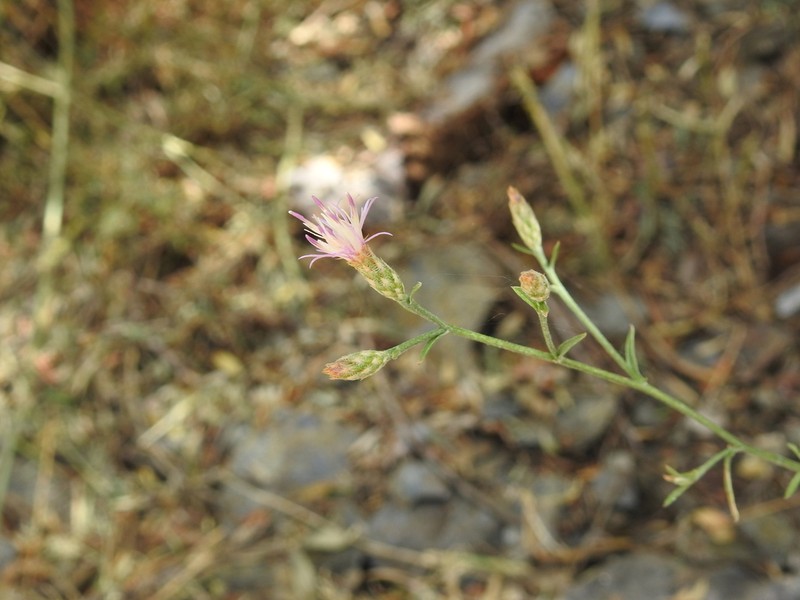 Centaurea castellanoides photo 3