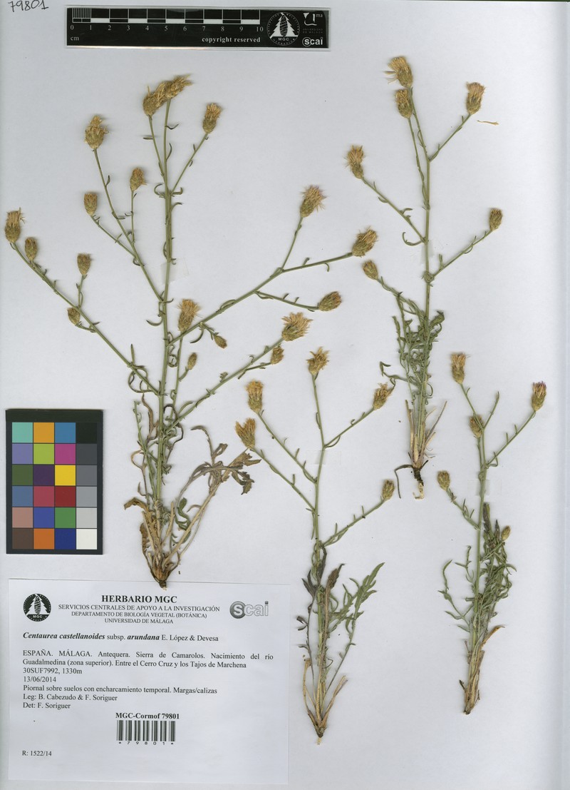 Centaurea castellanoides photo 4