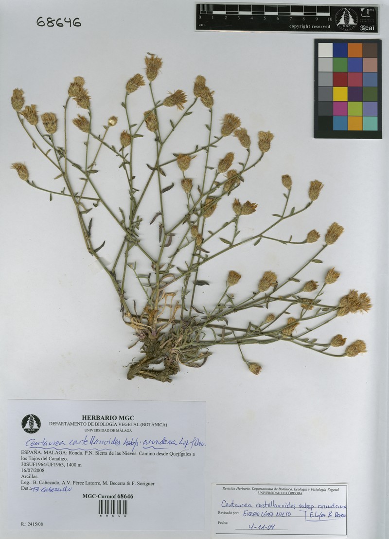 Centaurea castellanoides photo 5
