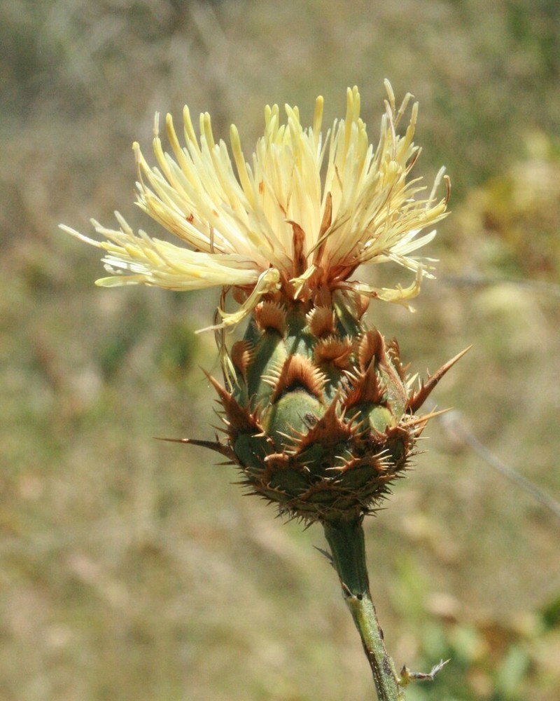 Centaurea centauroides