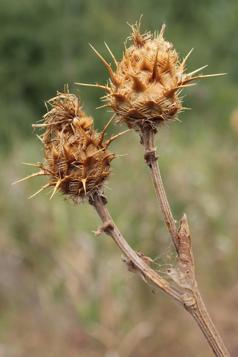 Centaurea centauroides photo 2