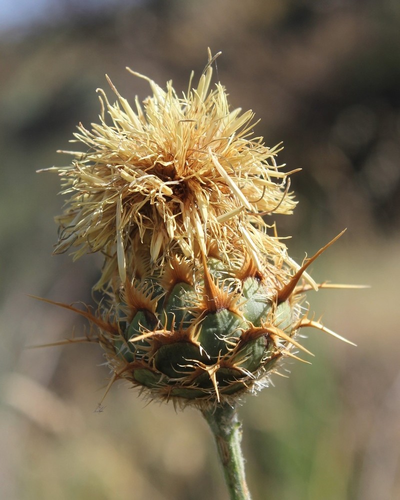 Centaurea centauroides photo 3