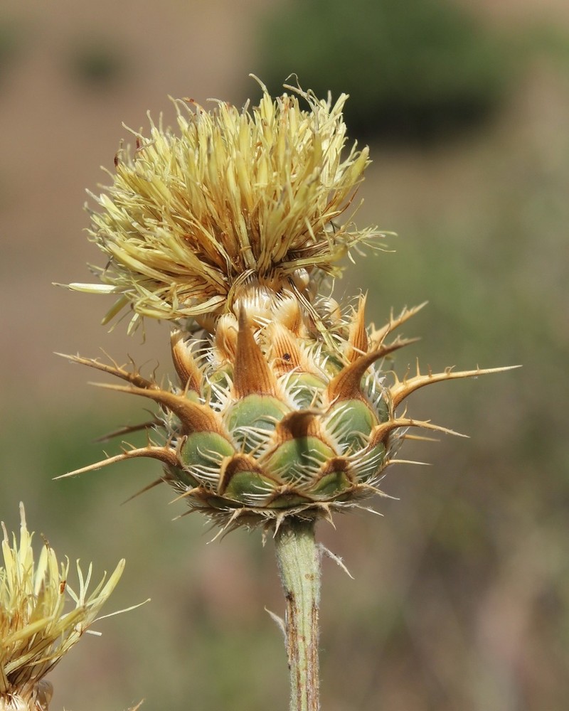Centaurea centauroides photo 4