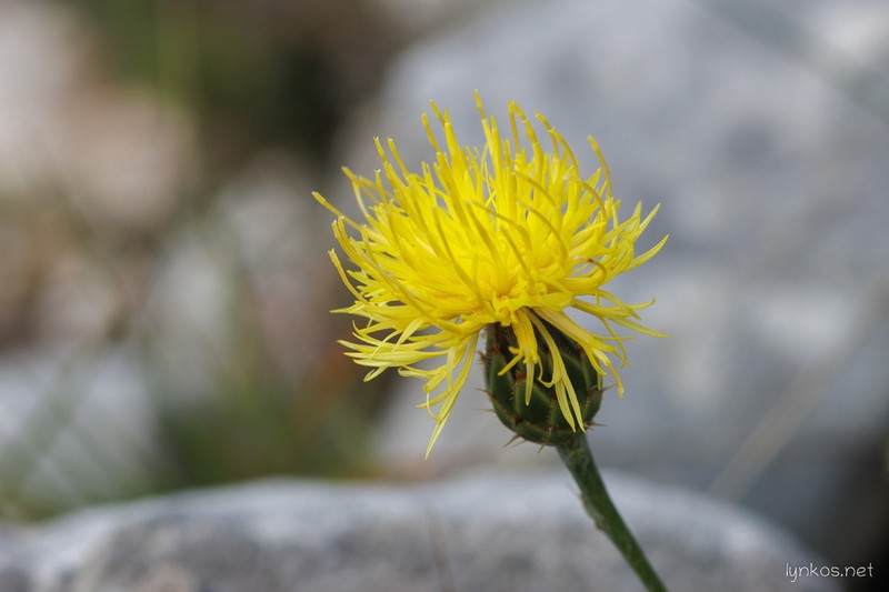 Centaurea ceratophylla photo 3