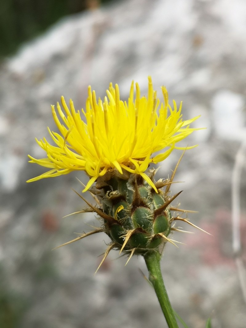Centaurea ceratophylla photo 4