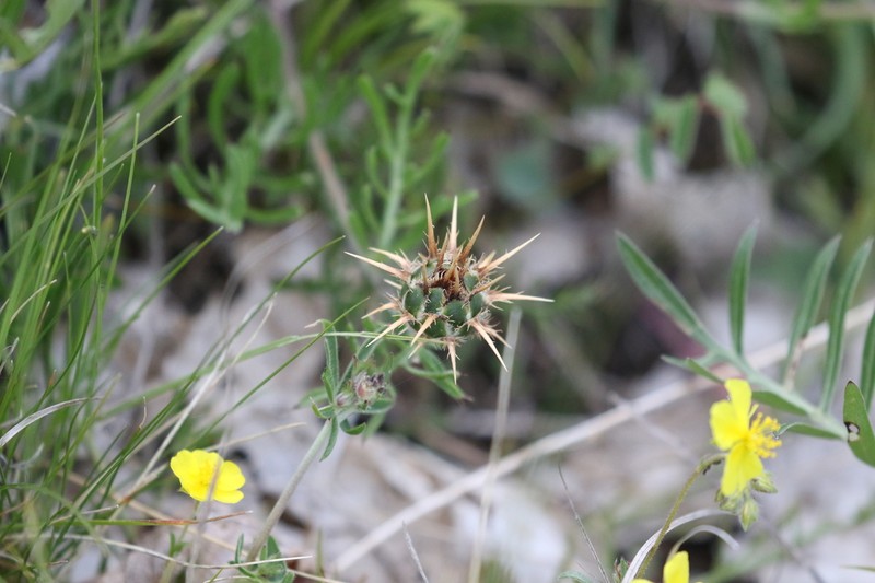 Centaurea ceratophylla photo 5