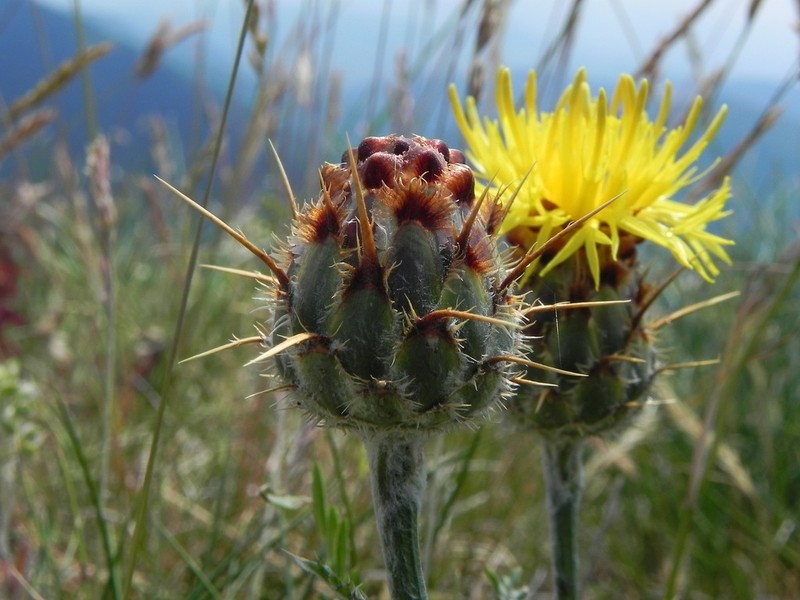 Centaurea ceratophylla photo 6