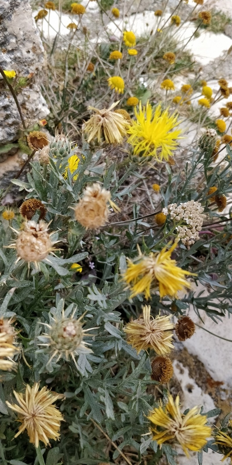 Centaurea ceratophylla photo 7