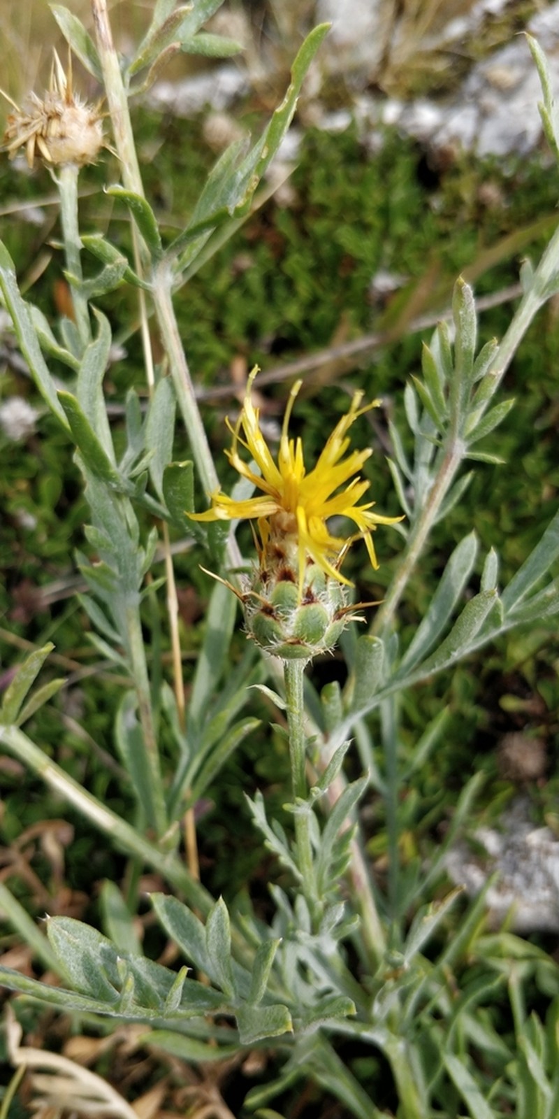 Centaurea ceratophylla photo 8