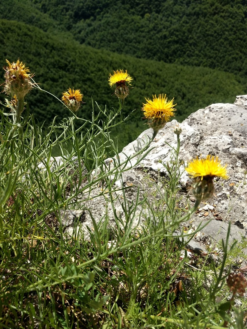 Centaurea ceratophylla subsp. ceratophylla