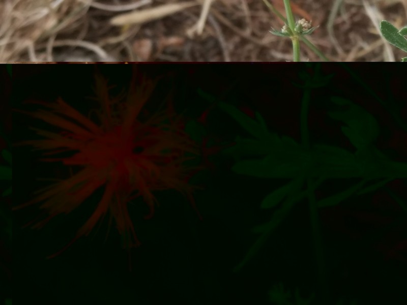 Centaurea ceratophylla subsp. ceratophylla photo 2