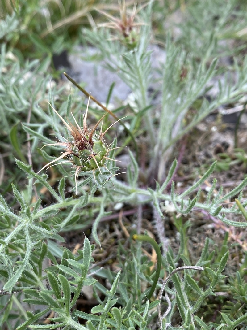 Centaurea ceratophylla subsp. danielae