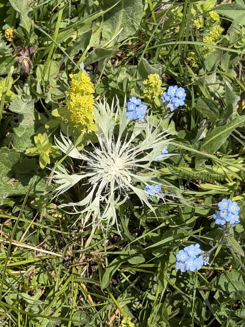 Centaurea cheiranthifolia