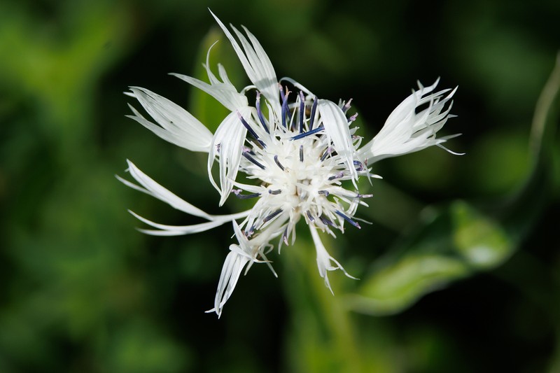 Centaurea cheiranthifolia photo 2