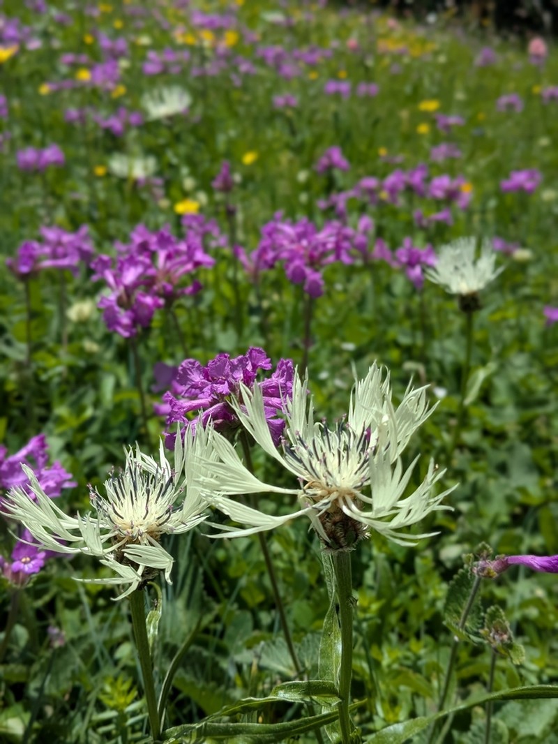 Centaurea cheiranthifolia photo 3