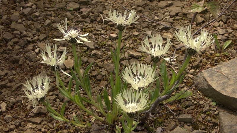 Centaurea cheiranthifolia photo 4