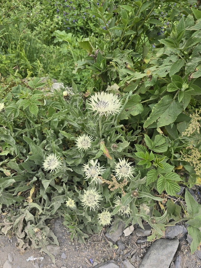 Centaurea cheiranthifolia photo 5
